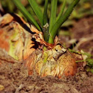 Fueling Your Fitness: The Vital Role of Nutrition in Overall Wellbeing