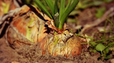 Fueling Your Fitness: The Vital Role of Nutrition in Overall Wellbeing