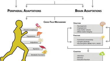 The Impact of Exercise on Academic Performance: Unveiling the Connection